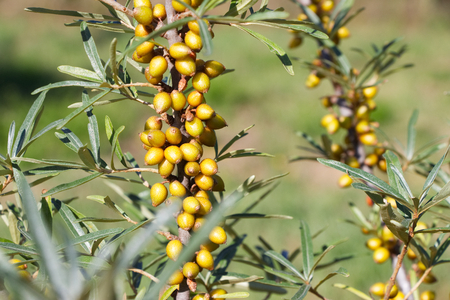 Unripe sea buckthorn berries. Immature sea buckthorn on a branch in the gardenの写真素材