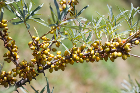 Unripe sea buckthorn berries. Immature sea buckthorn on a branch in the gardenの写真素材