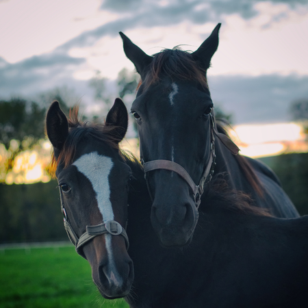 Portrait of mare and her foal. Black horses at sunset. Relationship between horses family. English thoroughbred.の写真素材
