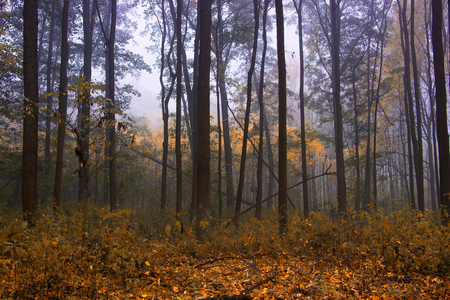 Foggy forest in autumn season, misty weather. Landscape of a deciduous mystery forest.の写真素材