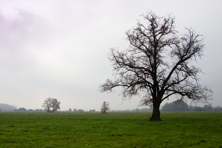 mighty tree on pastures in autumn misty morning, linden tree with fallen leaves, Landscape or farmland.の写真素材