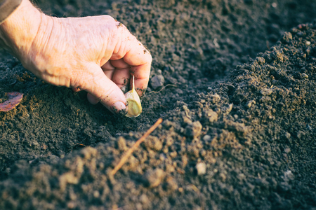 Farmer planting garlic in the vegetable garden. Hand sowing a garlic in autumn gardening.の写真素材