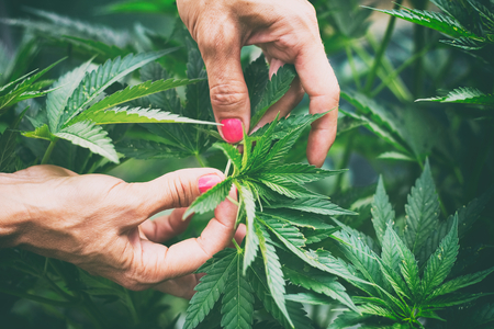 Woman controls marijuana plants. Hemp field in garden. の写真素材