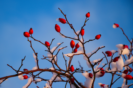 Red rosehip berries with snow, a wild rose shrub with frost and a blue sky in the backgroundの写真素材