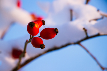 Red rosehip berries with snow, a wild rose shrub with frost and a blue sky in the backgroundの写真素材