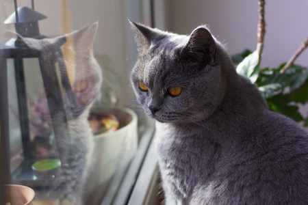 gray british cat looking out from the window, adorable cat, pets indoorの写真素材