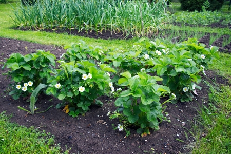 flowering strawberry plants in the garden at springtime, organic homegrown foods in garden beds, focus on a flowering strawberry plantの写真素材