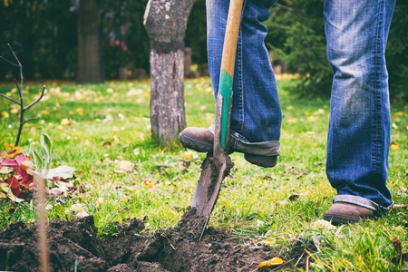 Gardener digging in a garden with a spade. Man using a big shovel for digging old lawn. Soil preparing for planting in spring.の写真素材