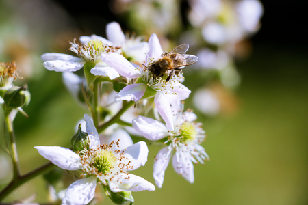 Bees collect nectar from the flowers of blackberries. Bees pollinating blooming bushes of blackberries. の写真素材