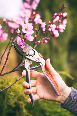 Woman cut a blooming branch of cherry tree with pruning scissors, garden work on a trees in...