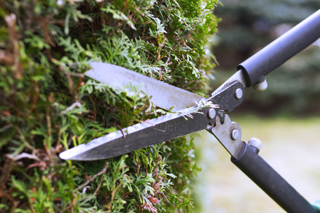 Gardener is trimming a hedge. Cutting the hedge with garden shears. Gardening in backyard.