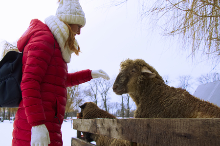 Tourist woman on a sheep farm in winter season. Animal farm in countryside. traveler woman wearing red jacket, winter hat and woolen gloves.の写真素材