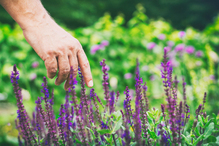 Mans hand touching blooming lavender, flowering lavender in herbal gardenの写真素材