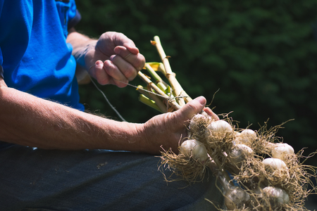 Old man tie the heads of the homegrown garlic after harvest. Old farmer gathers of harvested garlicの写真素材