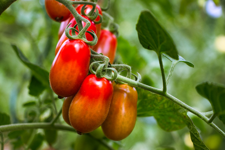 Ripening tomatoes in the organic garden. Homegrown red tomatoes. Bio gardenの写真素材
