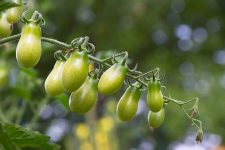 Branch of unripe tomatoes in organic garden, homegrown green tomatoes. Bio gardenの写真素材