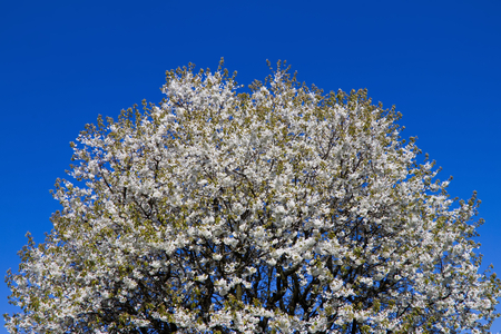 Crown blossoming cherry tree in spring, blue sky, flowering fruit tree in gardenの写真素材