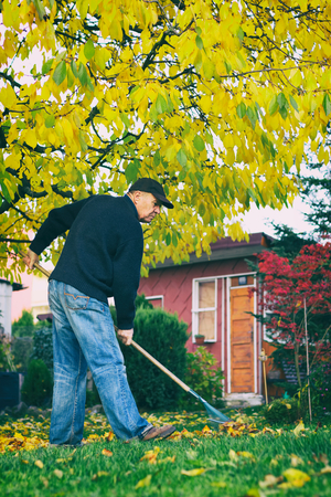 Old man raking fallen leaves in the garden, senior man gardening during autumn season, cleaning lawn in backyard under a treeの写真素材