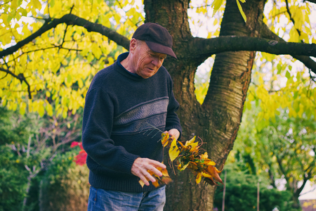 Healthy happy senior man cleaning a rake from fallen leaves during raking in the garden, autumn gardeningの写真素材