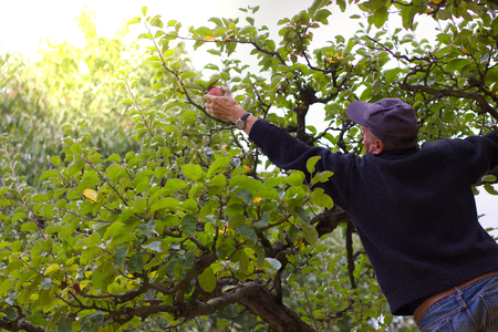 Senior man harvesting apples from the ladder in his garden. Harvest organic apples from a apple tree. の写真素材