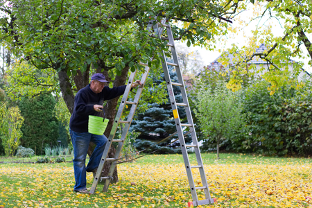 Senior man harvesting apples from the ladder in his garden. Harvest organic apples from a apple tree. の写真素材