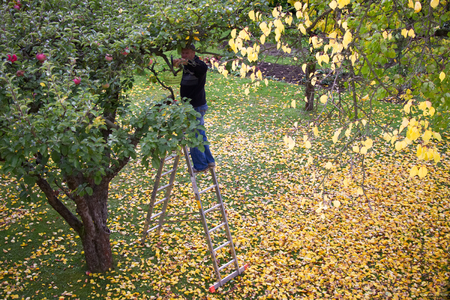 Senior man harvesting apples from the ladder in his orchard. Harvest organic apples from a apple tree in garden. View from above.の写真素材