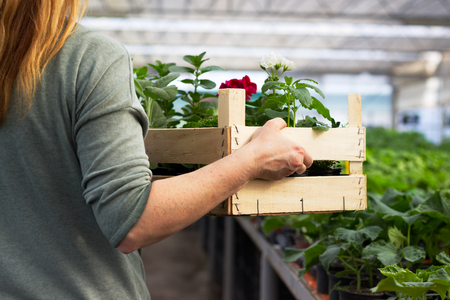 Gardener holding a tray of seedling in greenhouse. Woman working in garden center. Gardening in glasshouse. の写真素材
