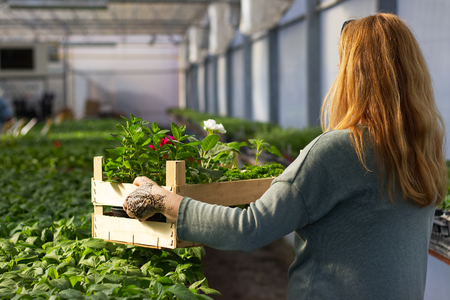 Gardener holding a tray of seedling in greenhouse. Woman working in garden center. Gardening in glasshouse. の写真素材