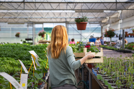Woman holding tray of herbs and flowers in plant nursery. Gardening at greenhouse during springtime. の写真素材
