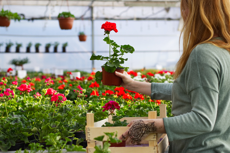 Woman pick out potted flowers of red geraniums at greenhouse. Consumer is choosing a flower for her garden. Shopping at garden center.の写真素材