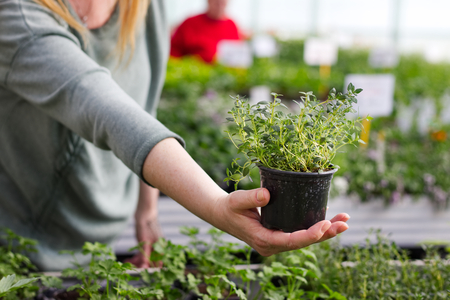 Woman pick out potted thyme at garden center.  Customer is shopping a herbs in greenhouse. の写真素材