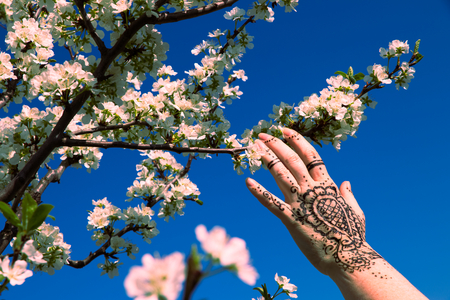 Woman with henna painting on her hand is touching a blossoming branch of plum tree. Beautiful springtime. Blooming orchard.の写真素材