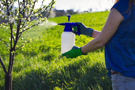 Female gardener spraying blossoming plum tree by pesticide. Spray bottle. Gardening in blooming orchard during spring. の写真素材