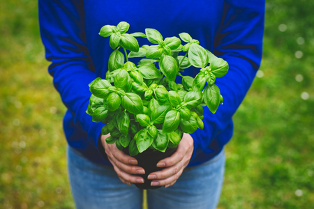 Woman is holding basil in her hands. Basil plant in flowerpot. Planting herb to organic garden.の写真素材