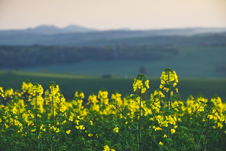 Rapeseed field at countryside, close-up of blooming rapeseed plant in rural scene. の写真素材