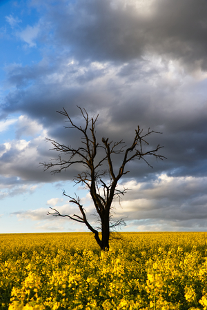 Dead tree in rapeseed field, cloudy sky. Blooming rapeseed plants at countrysideの写真素材