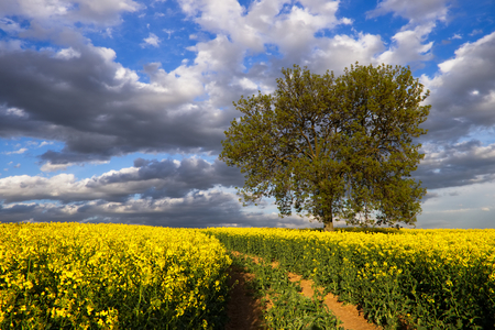 Rapeseed field and lonely tree at coutryside during spring. Path through fields. Cloudy sky at rural scene.の写真素材