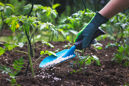 Farmer giving granulated fertilizer to young tomato plants. Hand in glove holding shovel and fertilize seedling in organic garden.