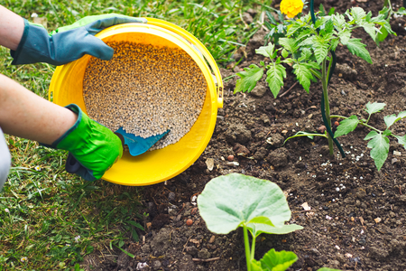 Gardener giving granulated fertilizer to young tomato plants. Hand in glove holding shovel and fertilize organic gardenの写真素材