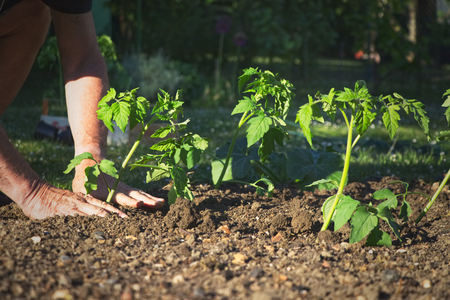 Old farmer planting tomatoes seedling in organic garden. Gardening young plant into bed. の写真素材