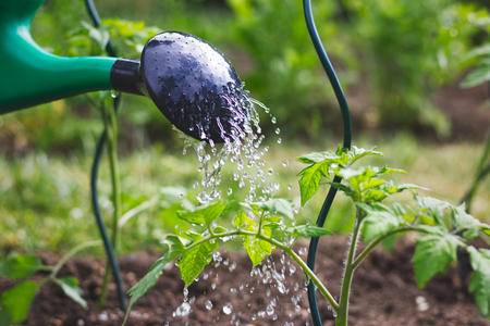 Watering tomatoes seedling in organic garden. Close-up view on watering can sprinkling young tomato plant during dry season.の写真素材
