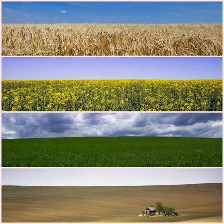 collage of various field, agriculture concept, barley field, oilseed field, rural sceneの写真素材
