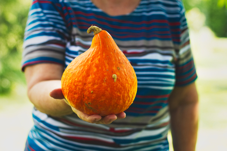 Old woman farmer holding a pumpkin hokaido in hand. Harvesting in organic garden. Homegrown produceの写真素材