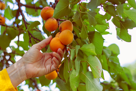 Harvesting apricots from tree. Woman gardening in orchard. Female hand picking apricot.の写真素材