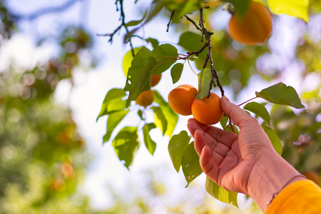 Harvesting apricots from tree. Woman gardening in orchard. Female hand picking apricot.の写真素材