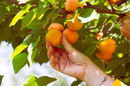 Harvesting apricots from tree. Woman gardening in orchard. Female hand picking apricot.の写真素材