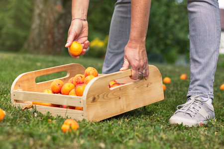 Harvesting ripe apricots in orchard. Gathering of homegrown produce in garden. Woman putting apricot to wooden crate.の写真素材