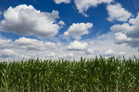 Endless green corn field and beautiful sky at summer, agricultural sceneryの写真素材