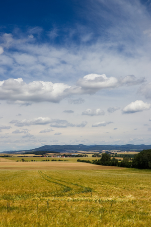 Typical European rural scene, wheat field before harvest in countryside, beautiful skyの写真素材