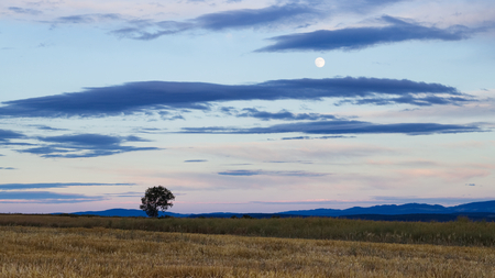 Solitude tree at countryside horizon and full moon on sky, rural scene. Landscape with beautiful skylineの写真素材